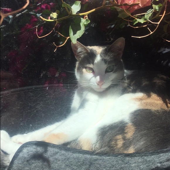 Meet your Posher, Desiree - Picture 3 of 3